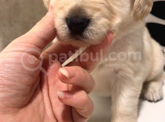 Baby Face Golden Yavrularımız görsel