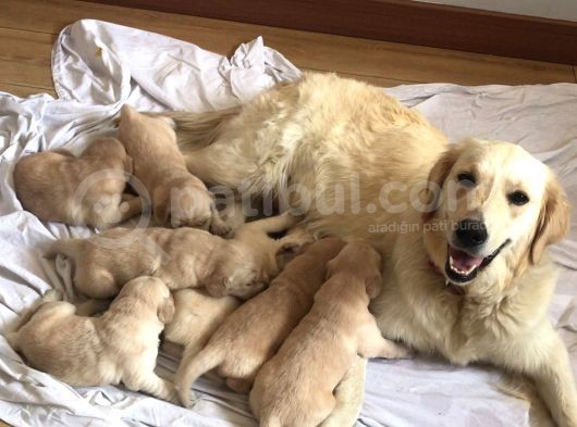Baby Face Golden Yavrularımız görsel
