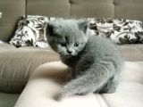 Bri̇ti̇sh Shorthai̇r Bebekler