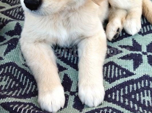 Golden görsel