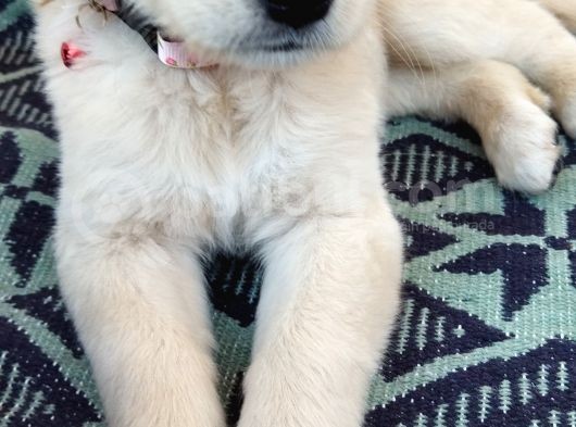 Golden görsel