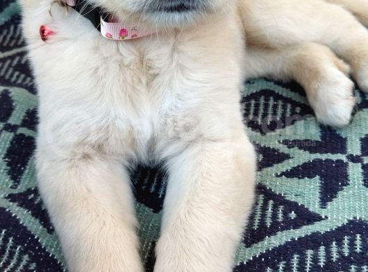 Golden görsel