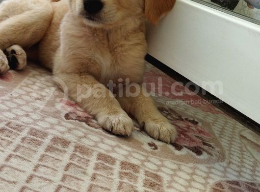 Golden görsel