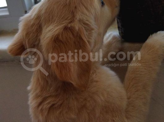 Golden görsel