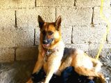 %100 Orijinal Safkan Alman Kurt Köpeği Yavruları