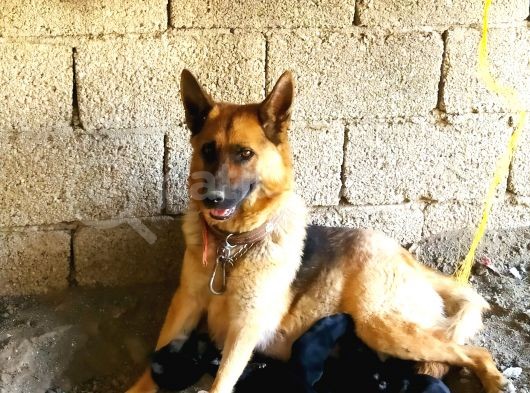 %100 Orijinal Safkan Alman Kurt Köpeği Yavruları