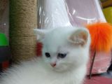 3 Yavru Kardeş Chinchilla