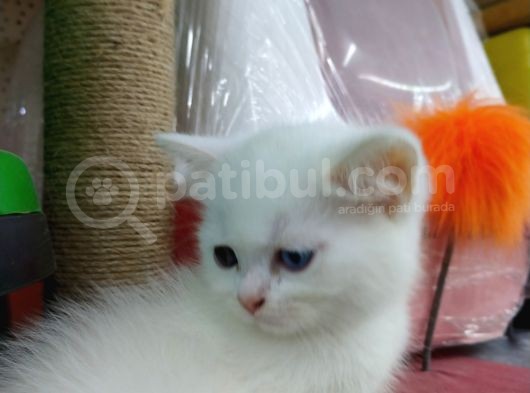 Erkek Renkli Göz Chinchilla görsel