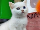 3 Yavru Kardeş Chinchilla