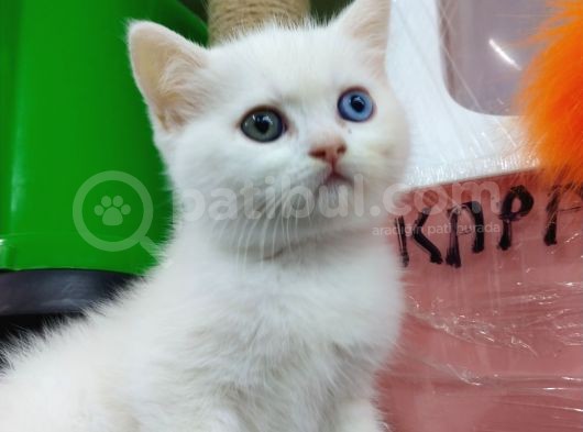 3 Yavru Kardeş Chinchilla görsel