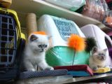 3 Yavru Kardeş Chinchilla