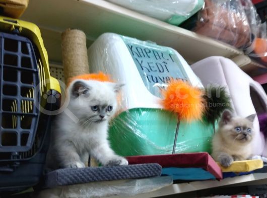 3 Yavru Kardeş Chinchilla görsel
