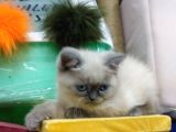 Safkan Chinchilla