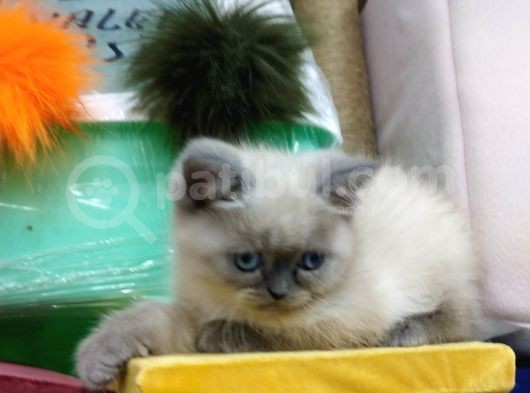 Safkan Chinchilla görsel