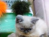 Safkan Chinchilla