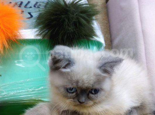 Safkan Chinchilla görsel