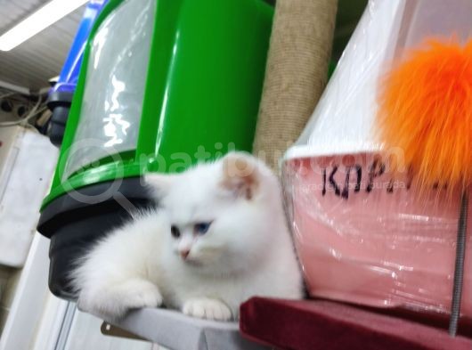 Erkek Renkli Göz Chinchilla