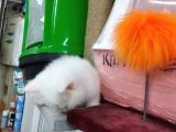 3 Yavru Kardeş Chinchilla