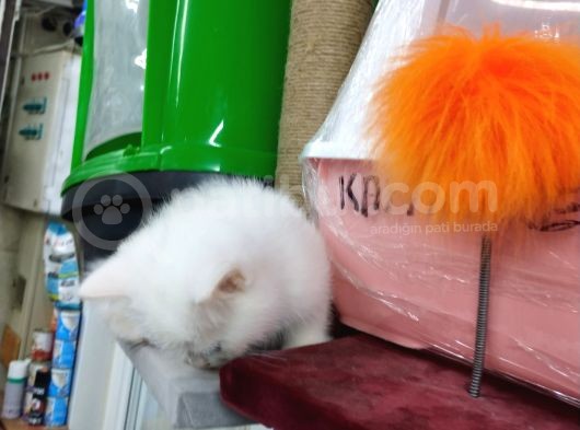 3 Yavru Kardeş Chinchilla görsel