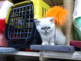 3 Yavru Kardeş Chinchilla