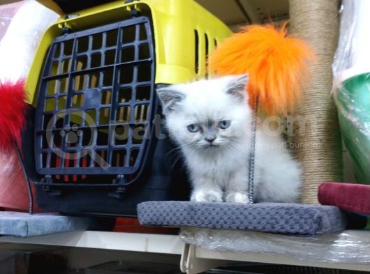 3 Yavru Kardeş Chinchilla görsel