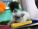 Safkan Chinchilla