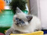 Safkan Chinchilla