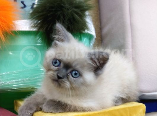 Safkan Chinchilla görsel
