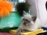Safkan Chinchilla