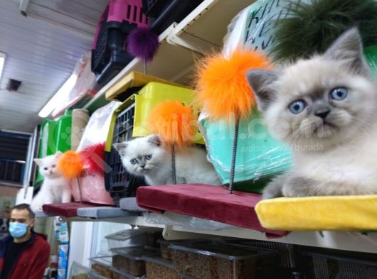 3 Yavru Kardeş Chinchilla görsel