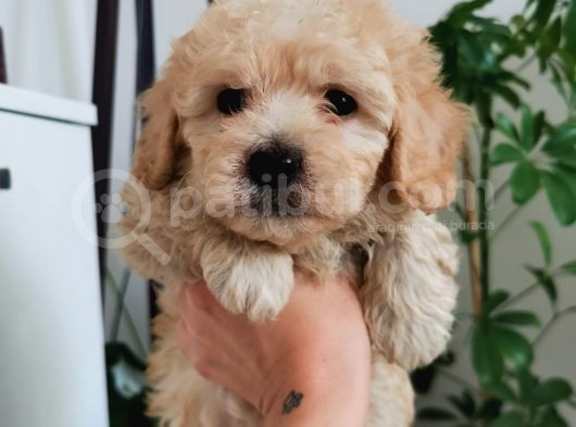 Kıvırcık Maltipoo Oğlum görsel