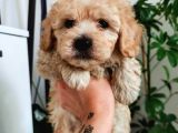 Kıvırcık Maltipoo Oğlum