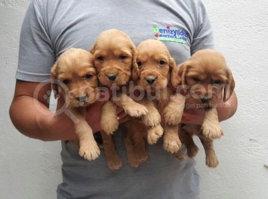 Baby Face Cocker Yavruları