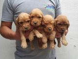 Baby Face Cocker Yavruları