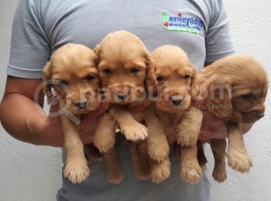 Baby Face Cocker Yavruları görsel