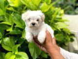 Erkek Maltipoo