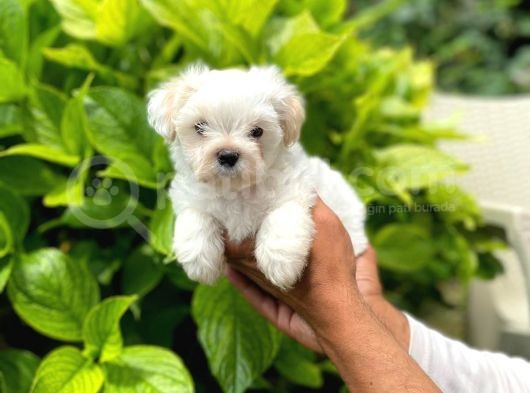 Erkek Maltipoo görsel