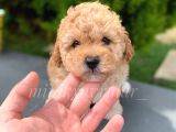 Safkan Apricot Toy Poodle Yavrumuz