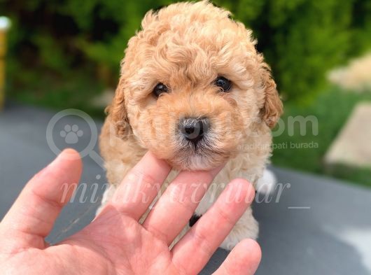 Safkan Apricot Toy Poodle Yavrumuz görsel