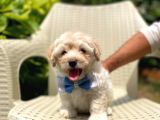 Tatlı Maltipoo Yavruları