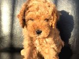 Di̇şi̇ Red Toy Poodle Yavrumuz