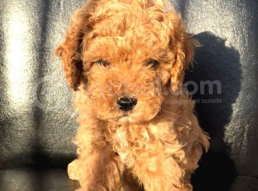 Di̇şi̇ Red Toy Poodle Yavrumuz