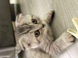 Silver Scottish Fold Yavrum Yeni Yuvasını Bekliyor