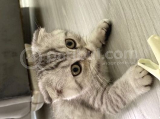 Silver Scottish Fold Yavrum Yeni Yuvasını Bekliyor görsel