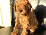 Di̇şi̇ Red Toy Poodle Yavrumuz