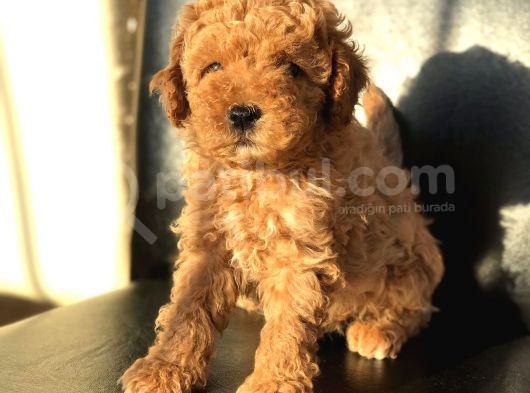 Di̇şi̇ Red Toy Poodle Yavrumuz görsel
