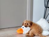 7 Aylik Erkek Toy Poodle Yavru