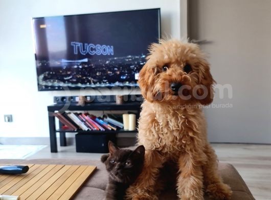 7 Aylik Erkek Toy Poodle Yavru görsel