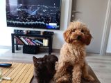 7 Aylik Erkek Toy Poodle Yavru