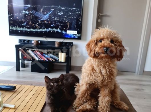 7 Aylik Erkek Toy Poodle Yavru